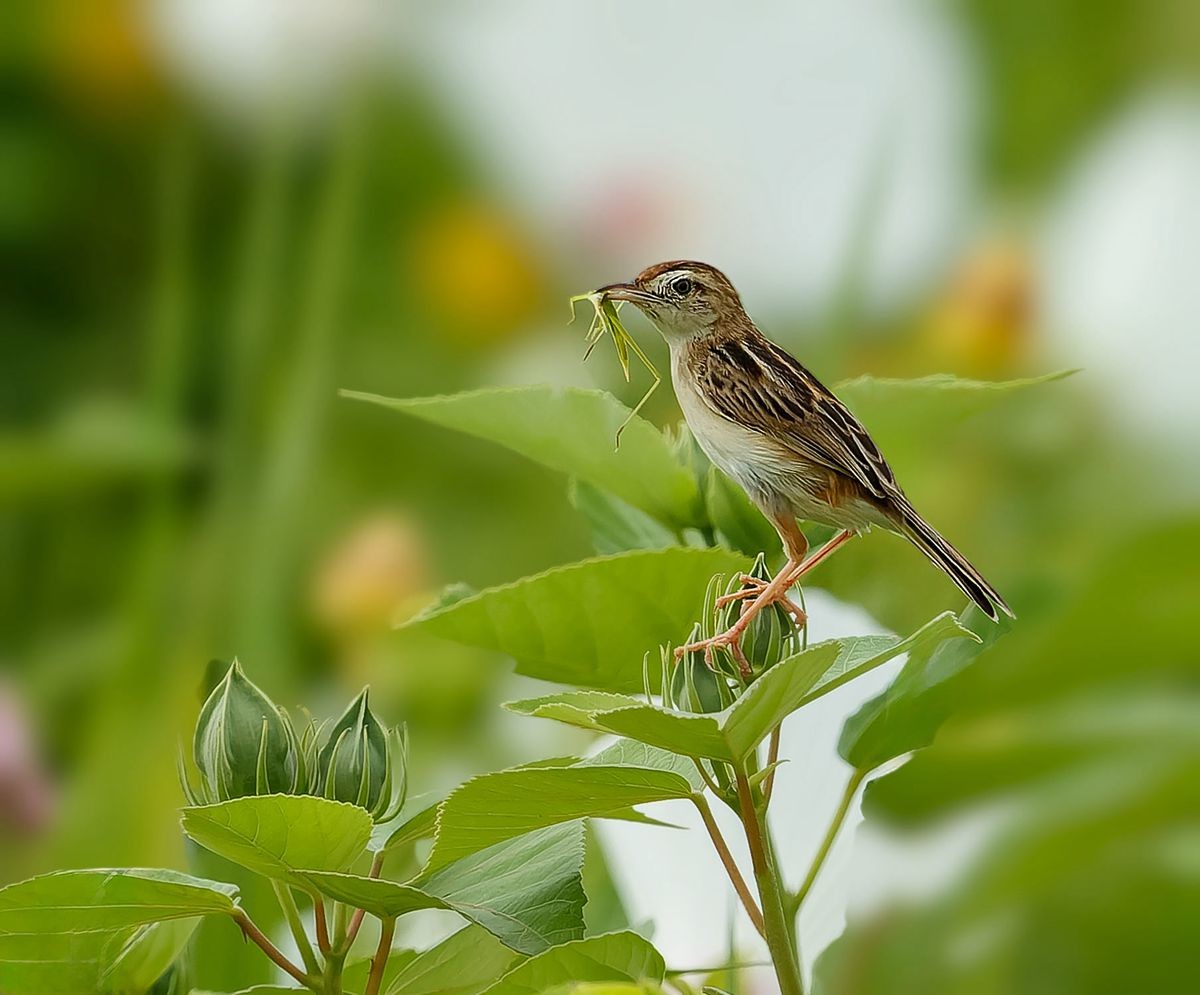棕扇尾莺育雏忙