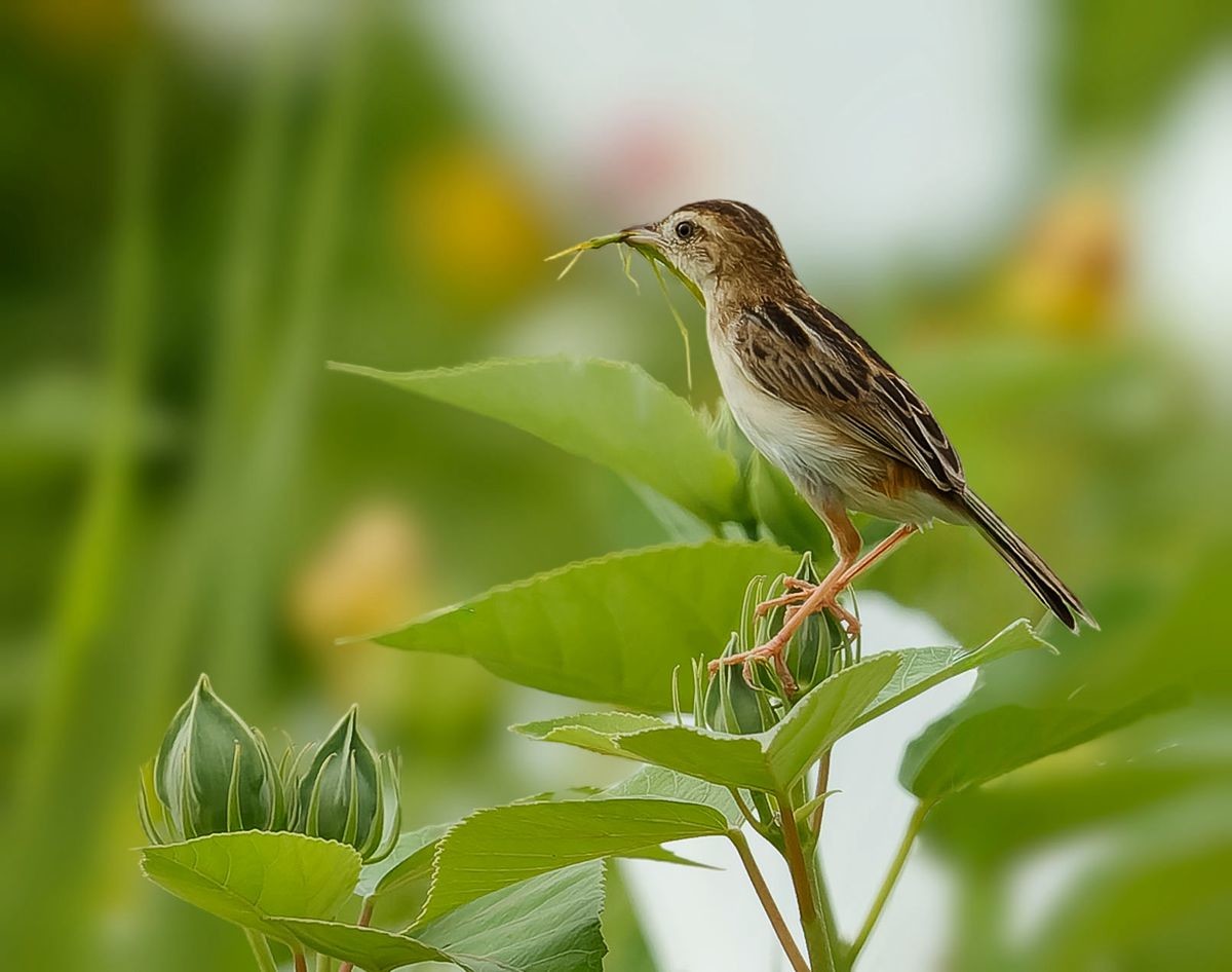棕扇尾莺育雏忙