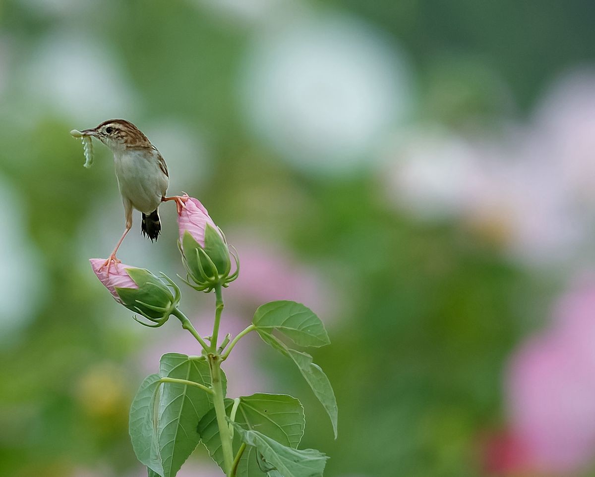 棕扇尾莺育雏忙