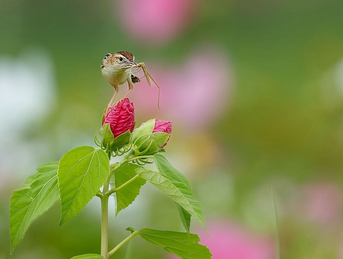 棕扇尾莺育雏忙