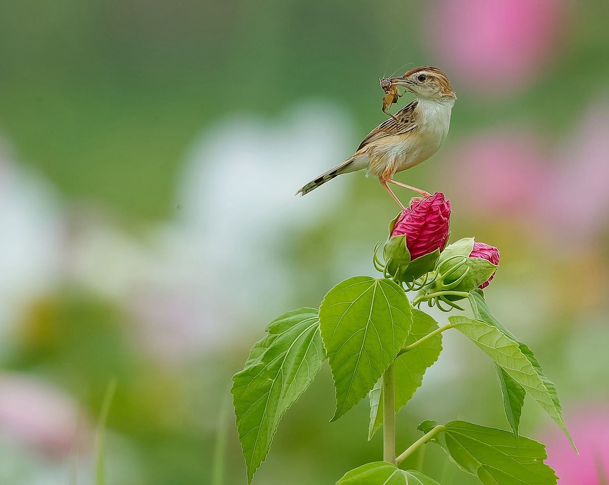 棕扇尾莺育雏忙