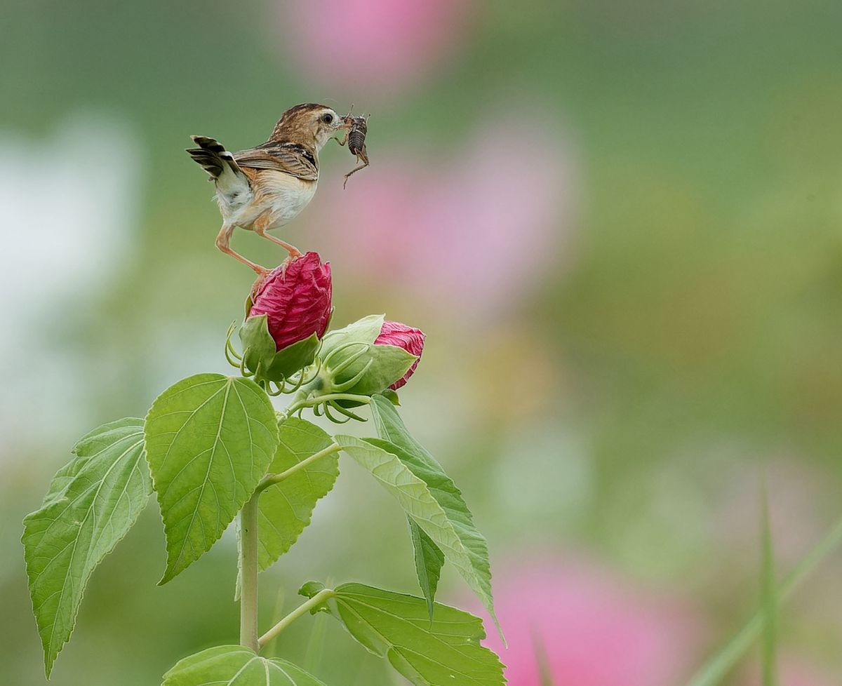 棕扇尾莺育雏忙