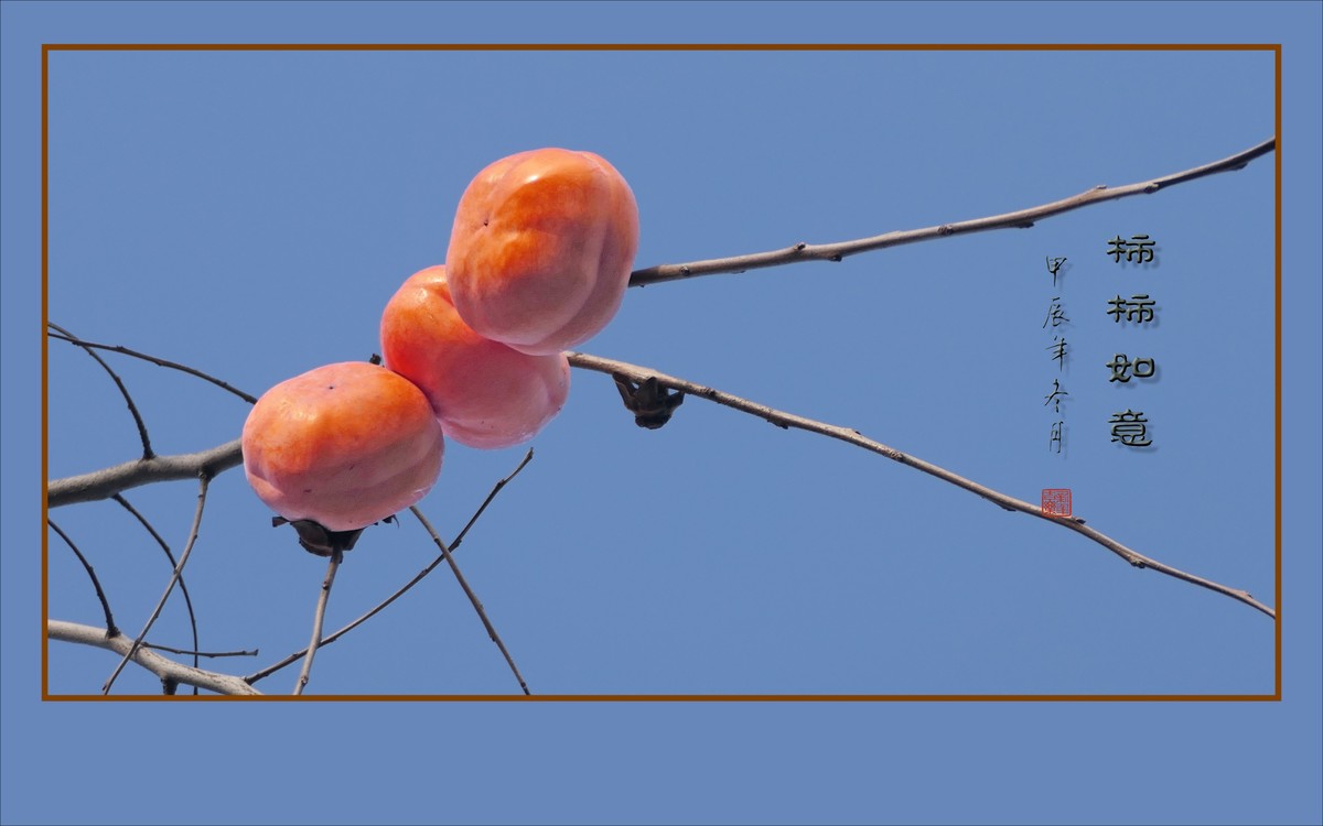 如意枝上挂柿柿，柿柿悬挂如意枝