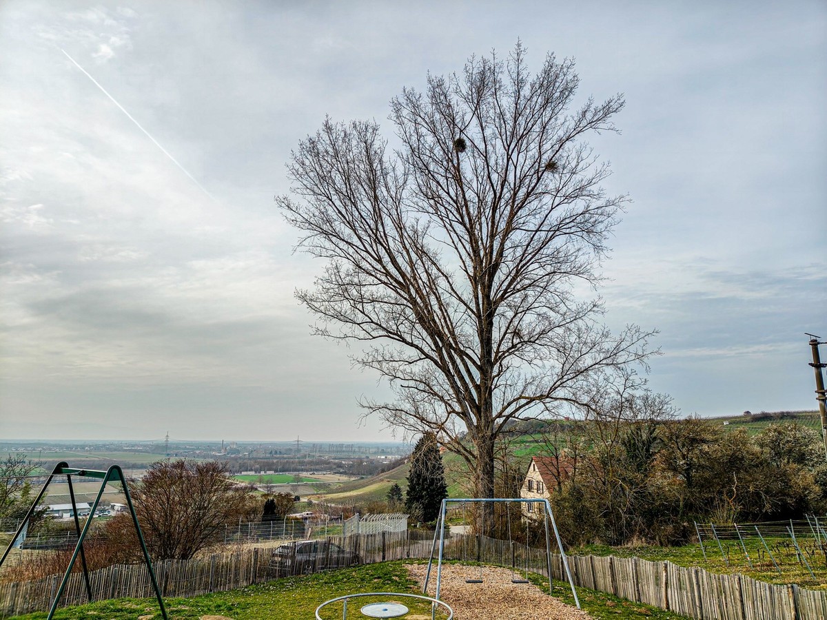 开春的葡萄山（南德）