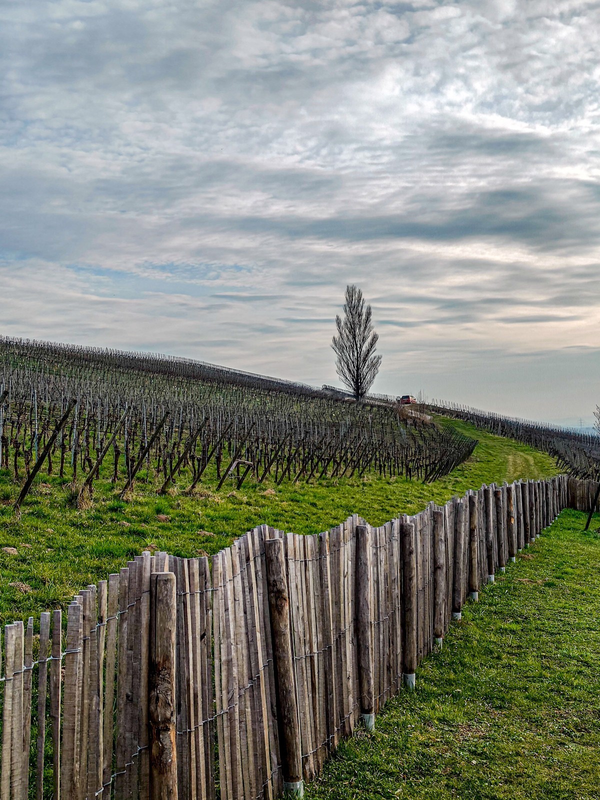 开春的葡萄山（南德）