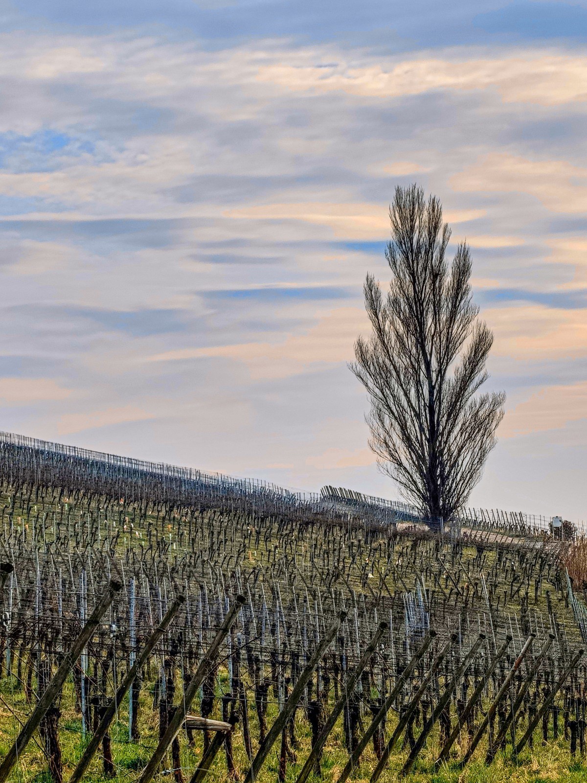 开春的葡萄山（南德）
