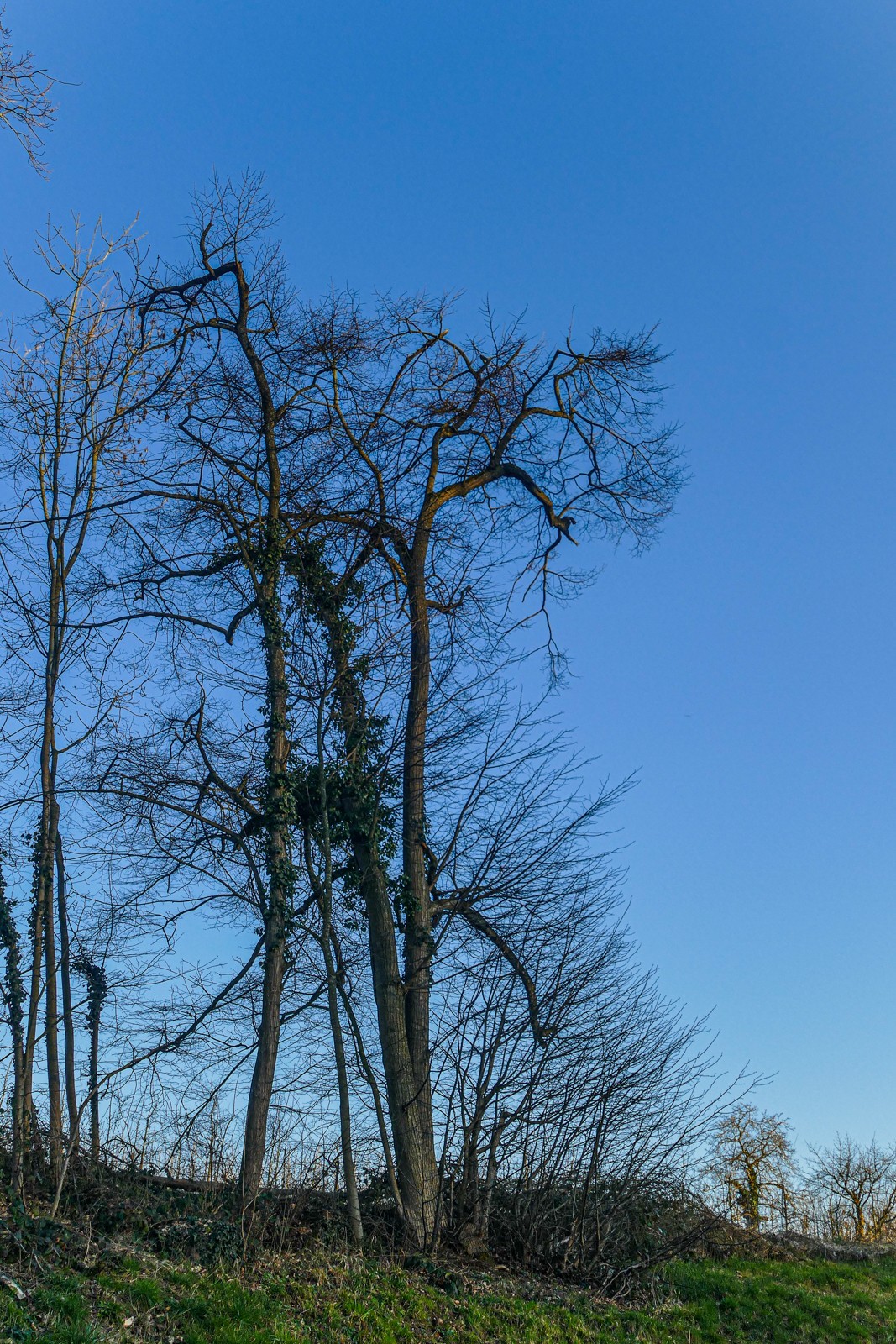 冬去春来--黑森林