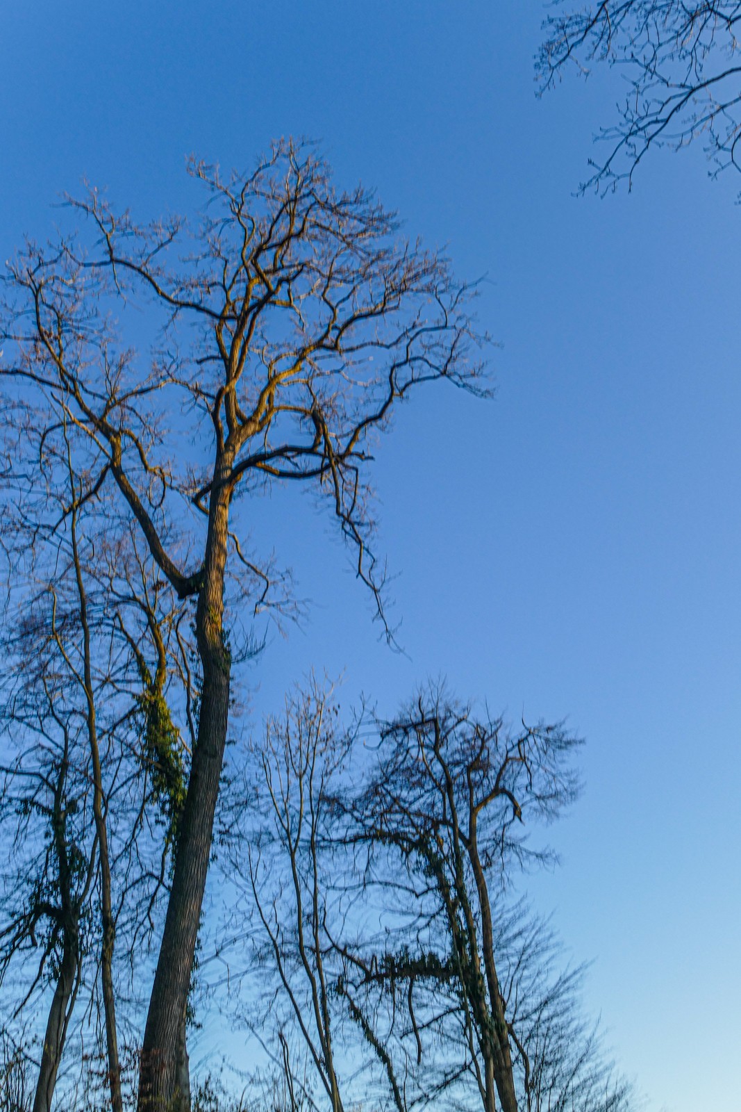 冬去春来--黑森林