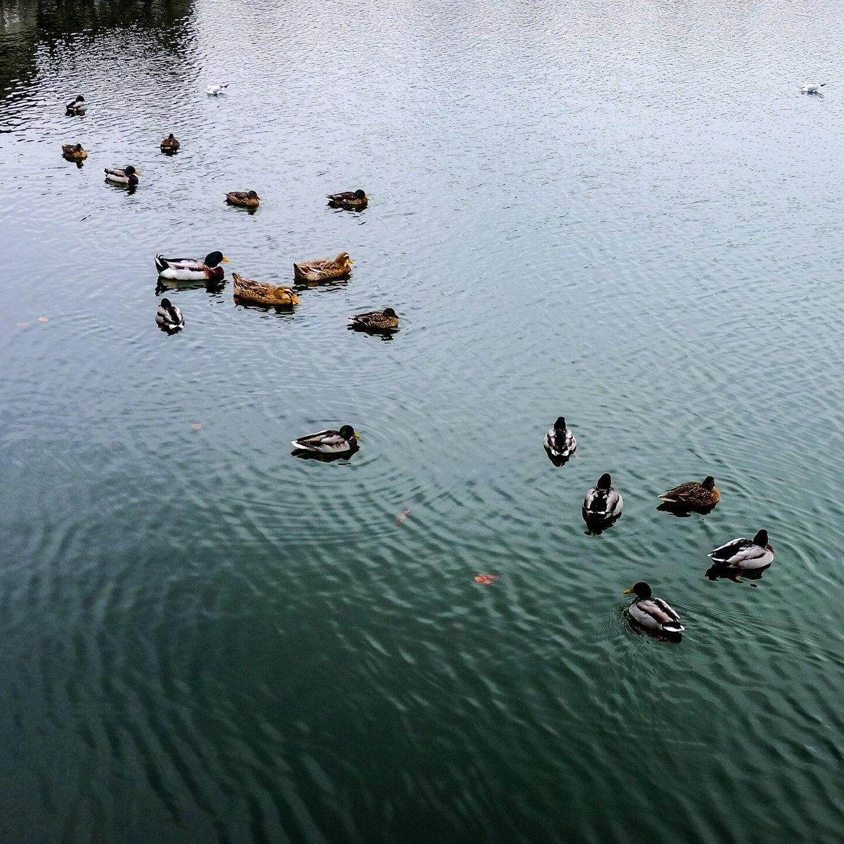 游拍“枫丹白露宫”