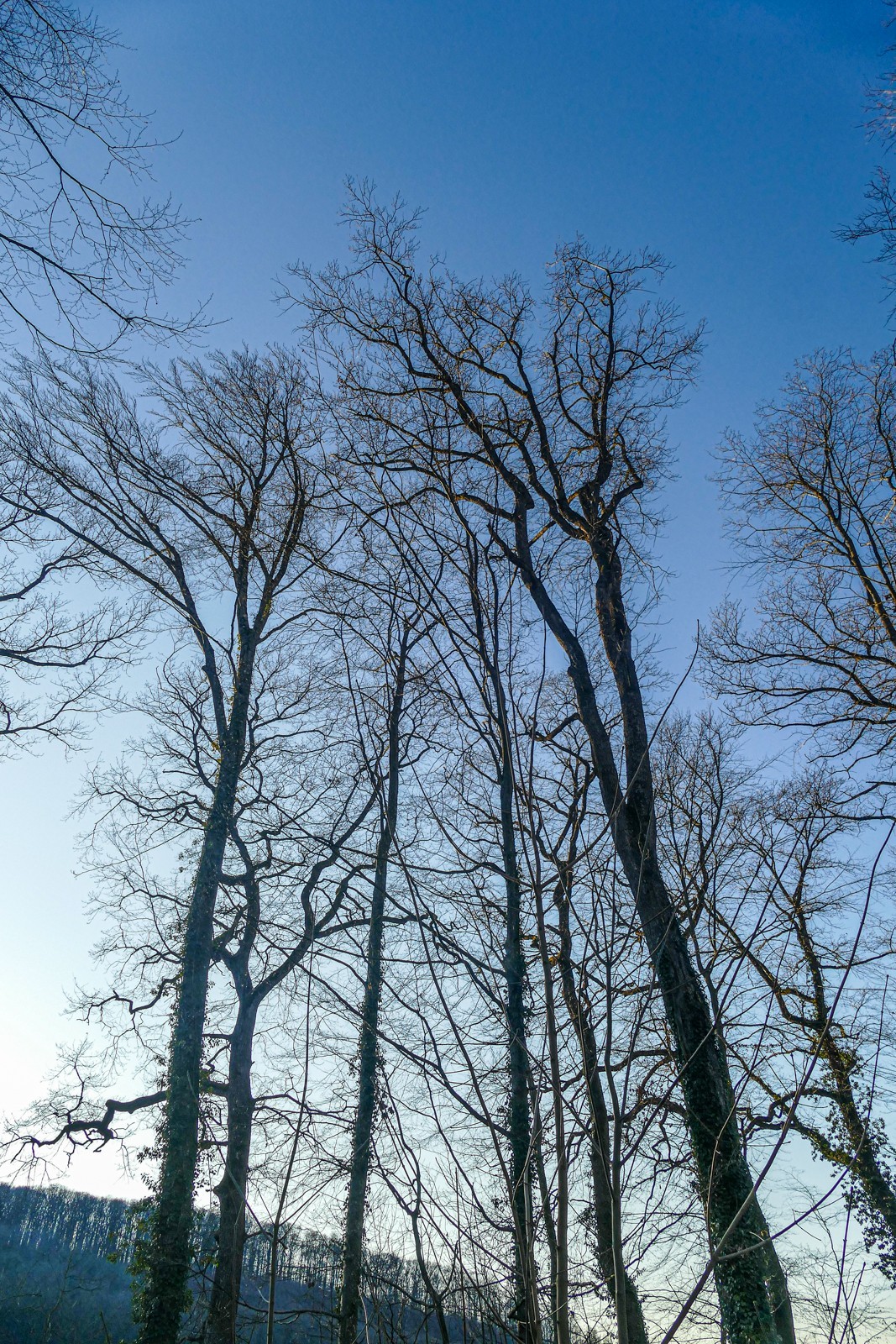 冬去春来--黑森林