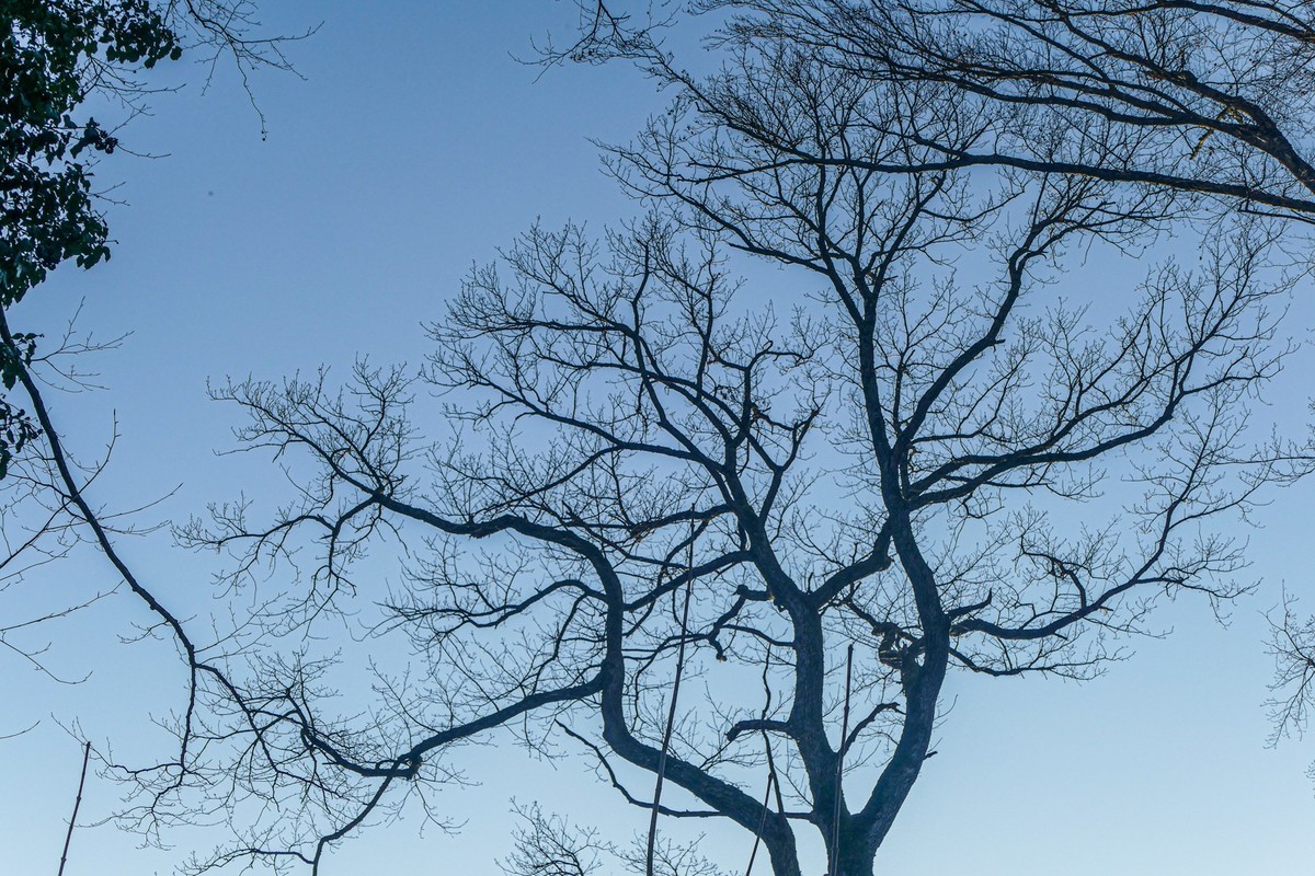 冬去春来--黑森林