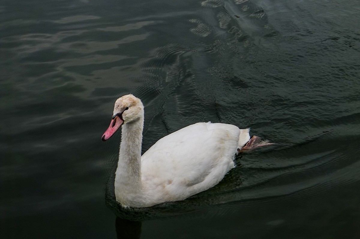 游拍“枫丹白露宫”