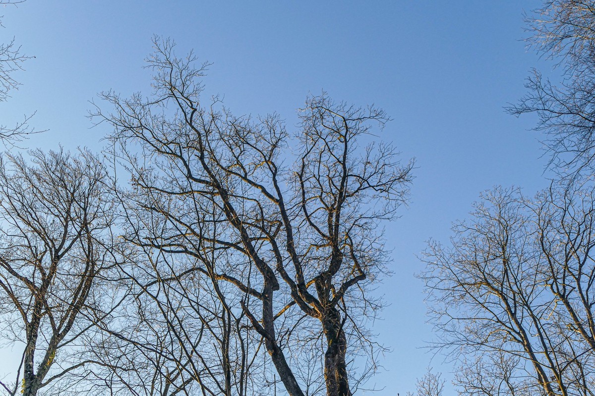 冬去春来--黑森林