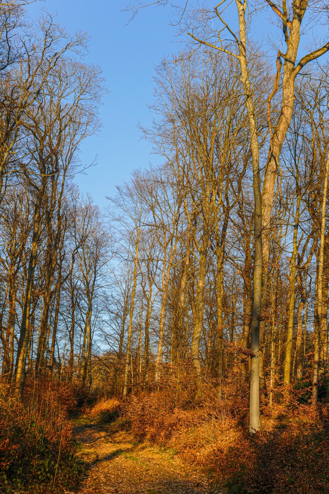 冬去春来--黑森林