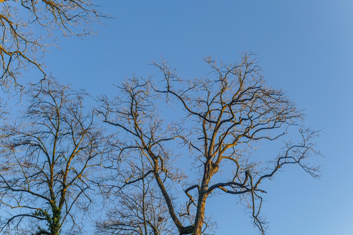 冬去春来--黑森林