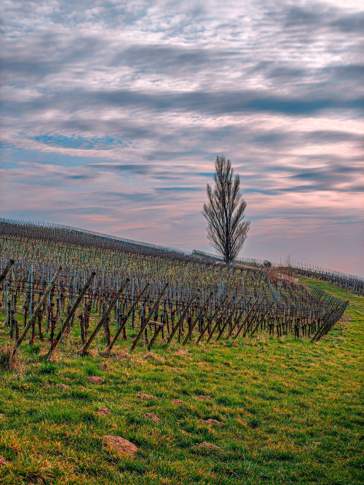 开春的葡萄山（南德）