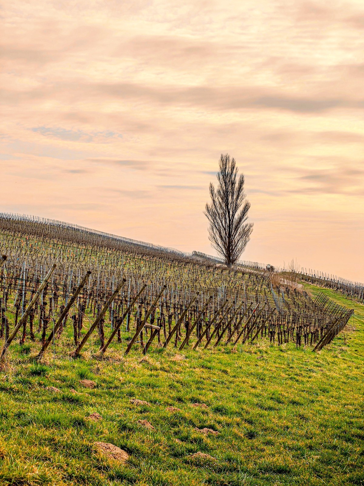 开春的葡萄山（南德）