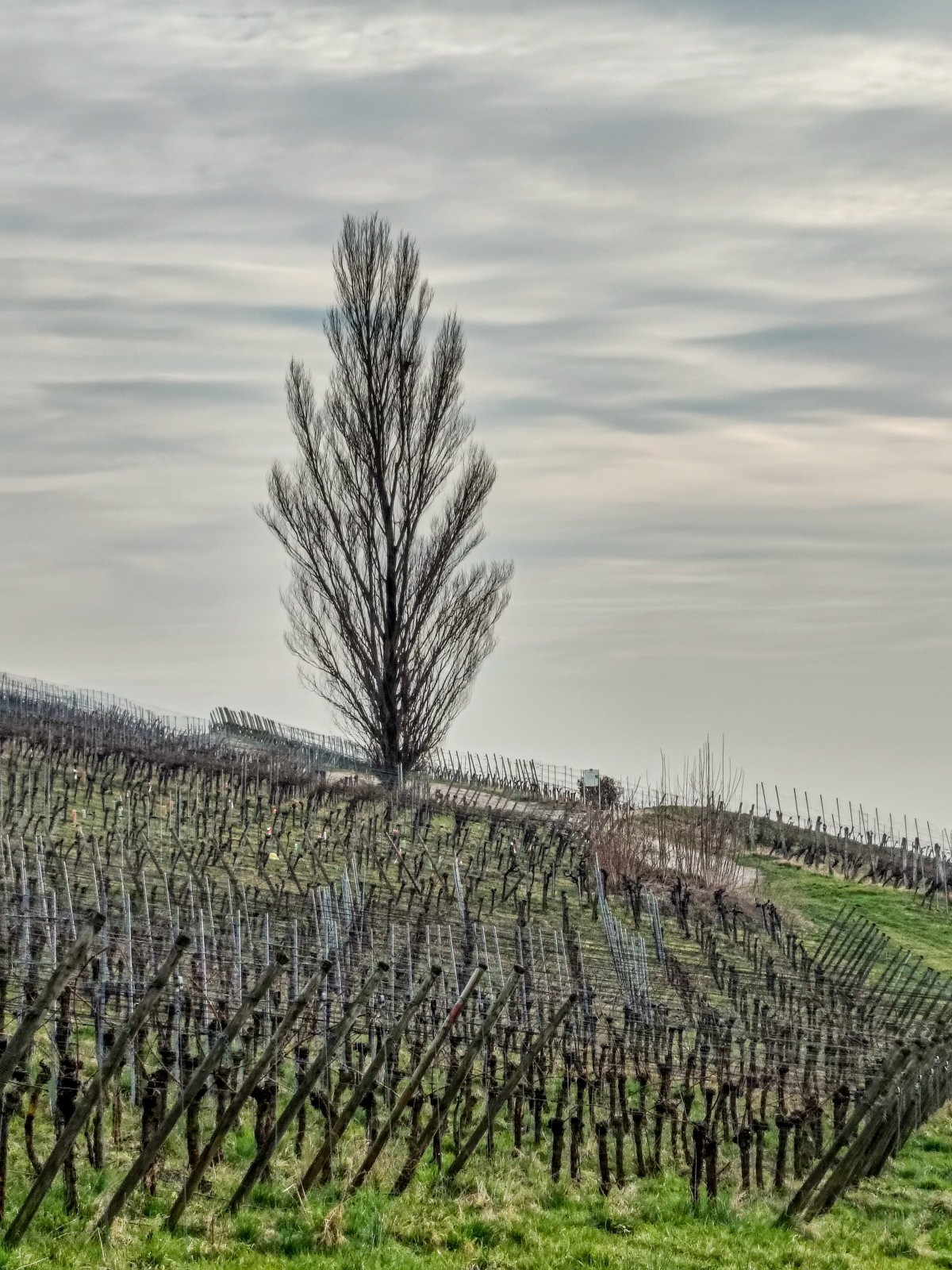 开春的葡萄山（南德）