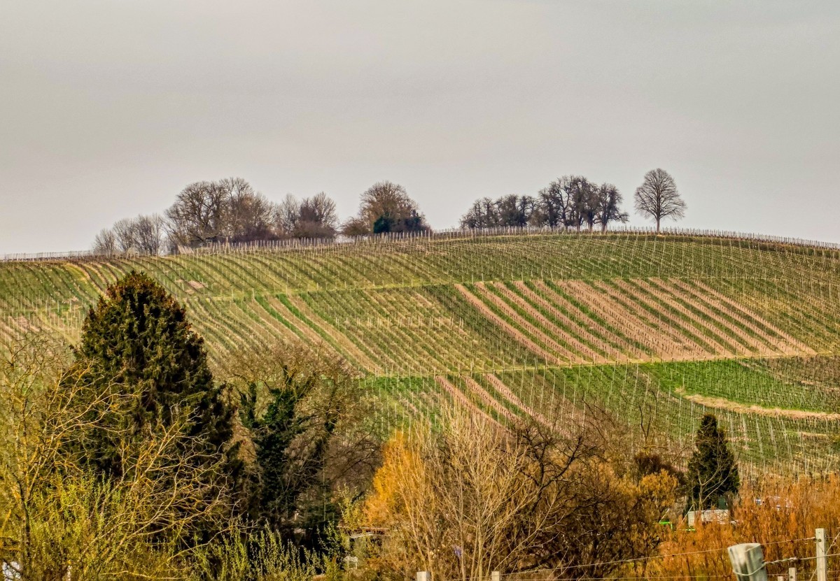 开春的葡萄山（南德）