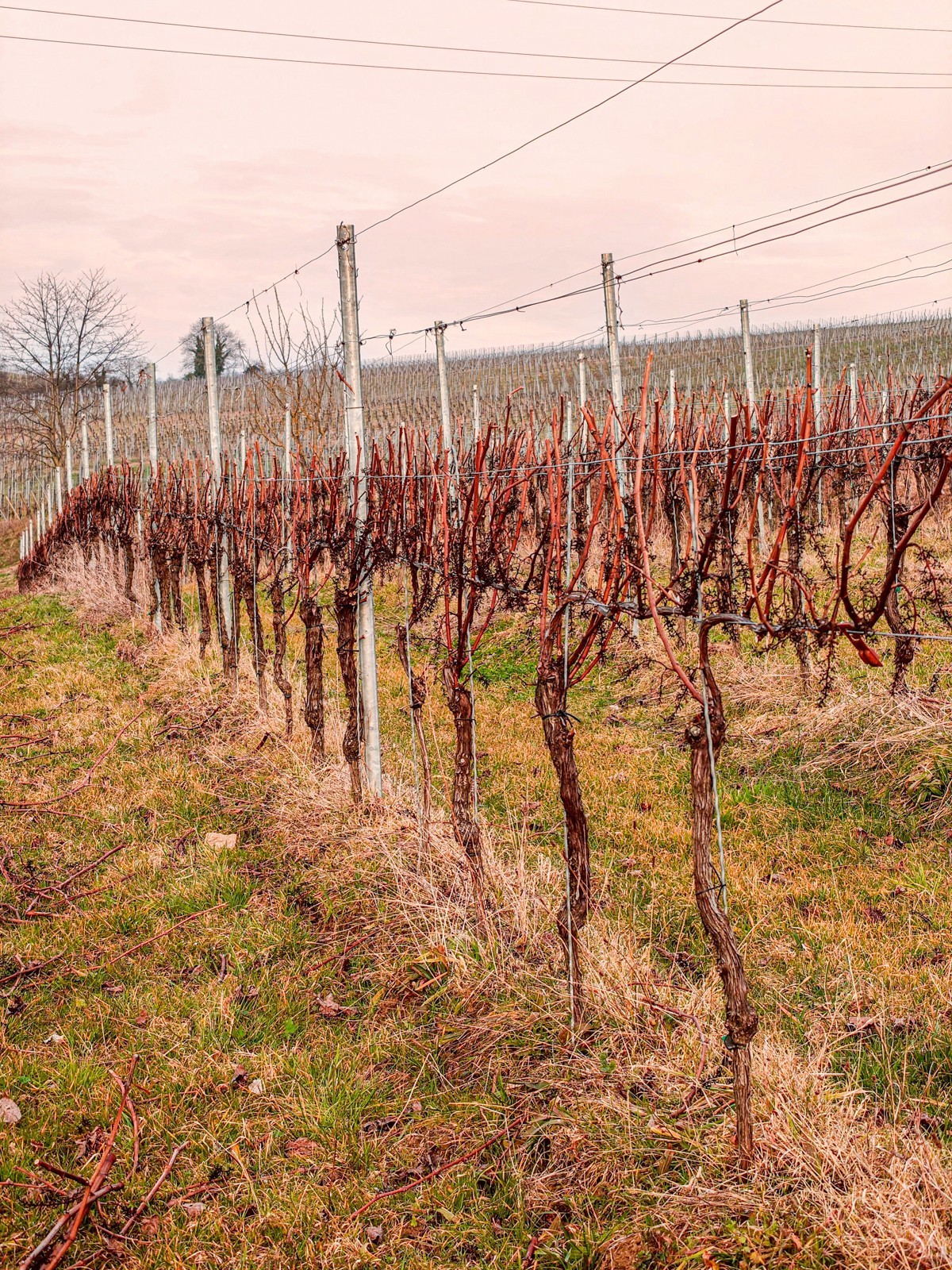 开春的葡萄山（南德）