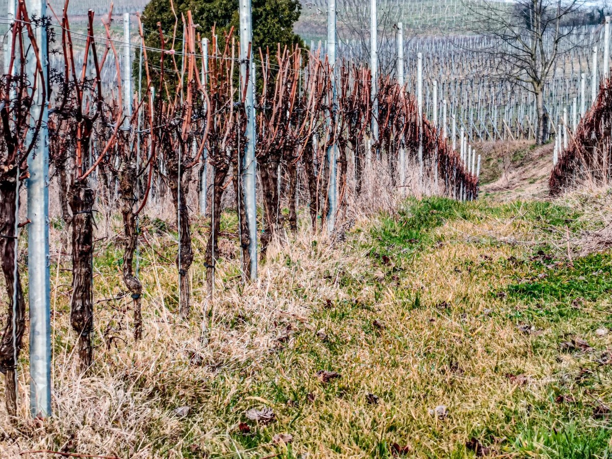 开春的葡萄山（南德）