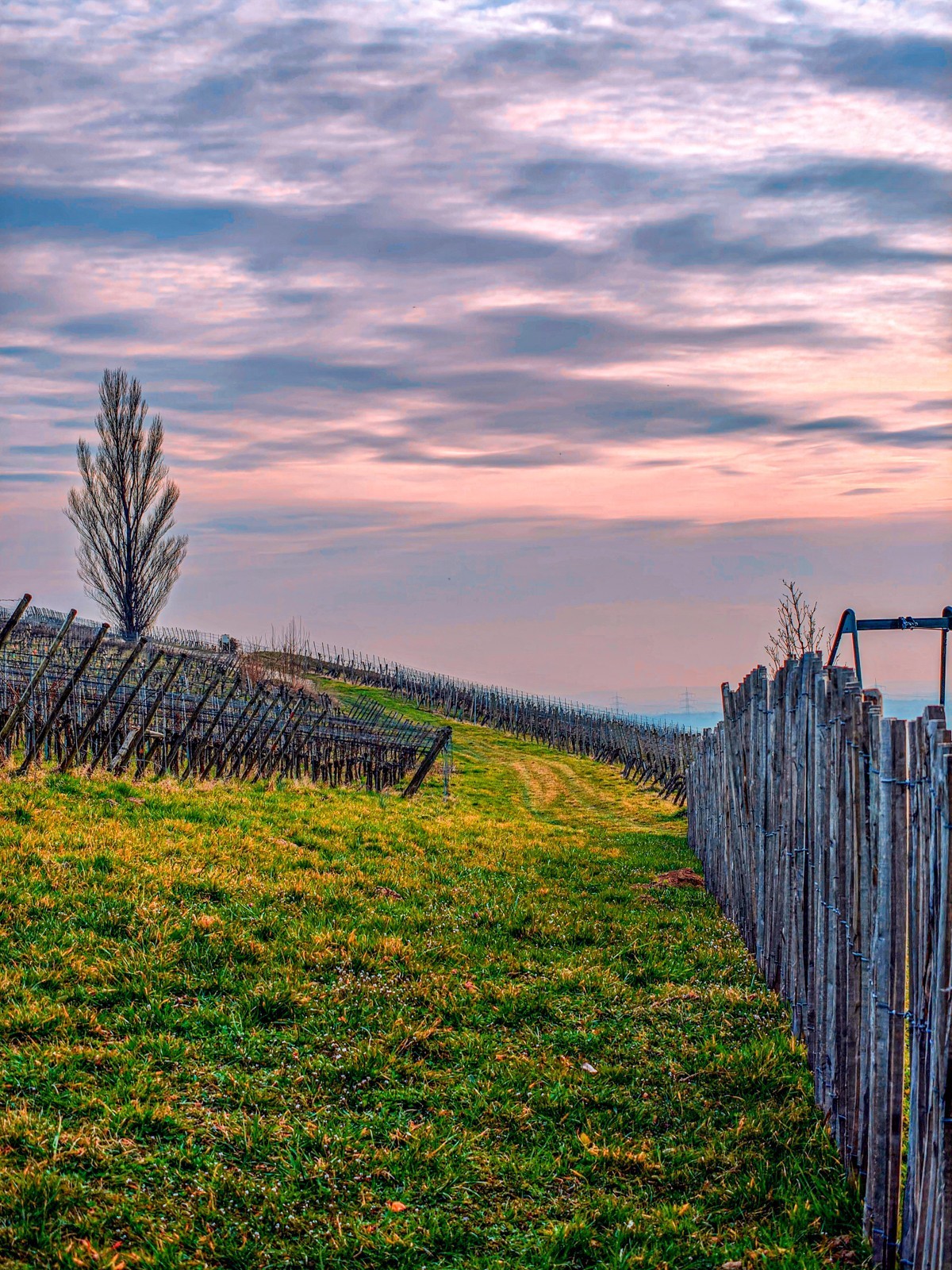 开春的葡萄山（南德）