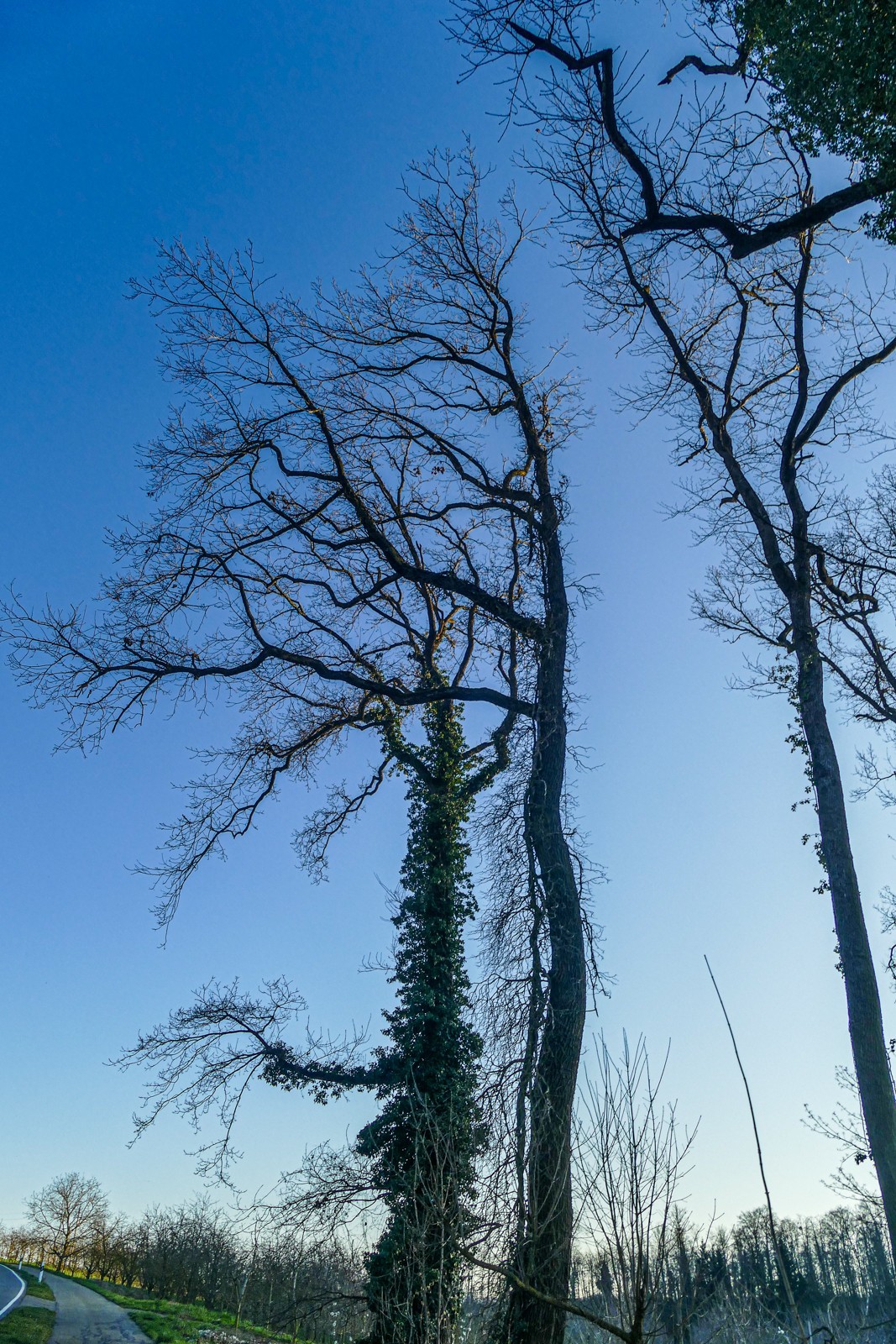 冬去春来--黑森林