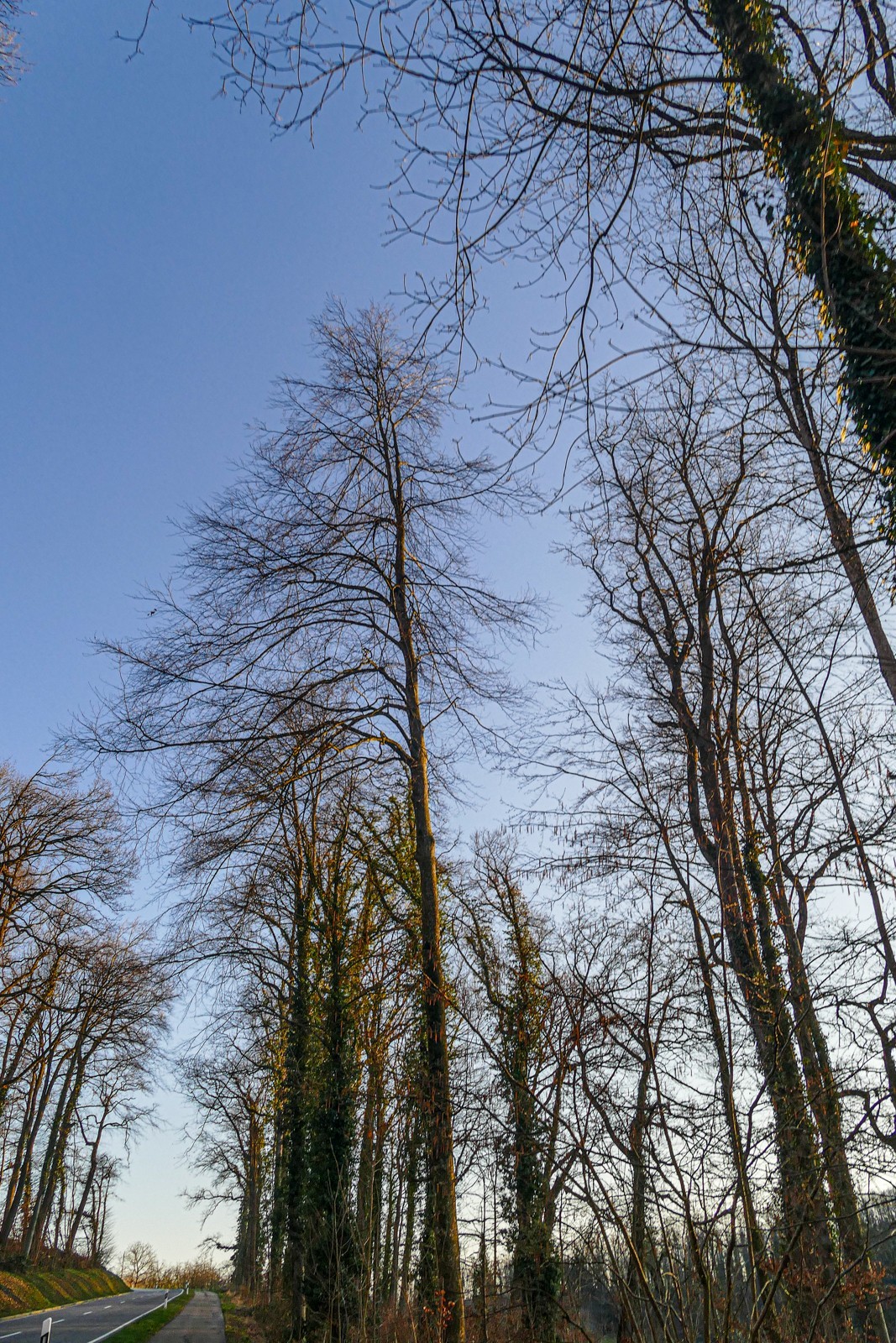 冬去春来--黑森林