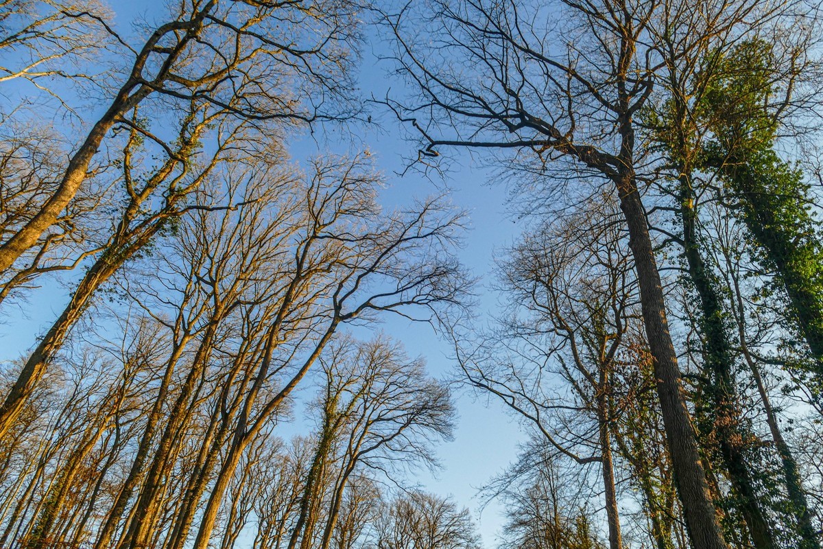 冬去春来--黑森林
