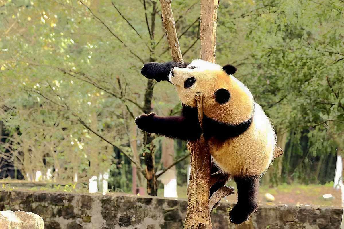 爱表演的大熊猫（上）