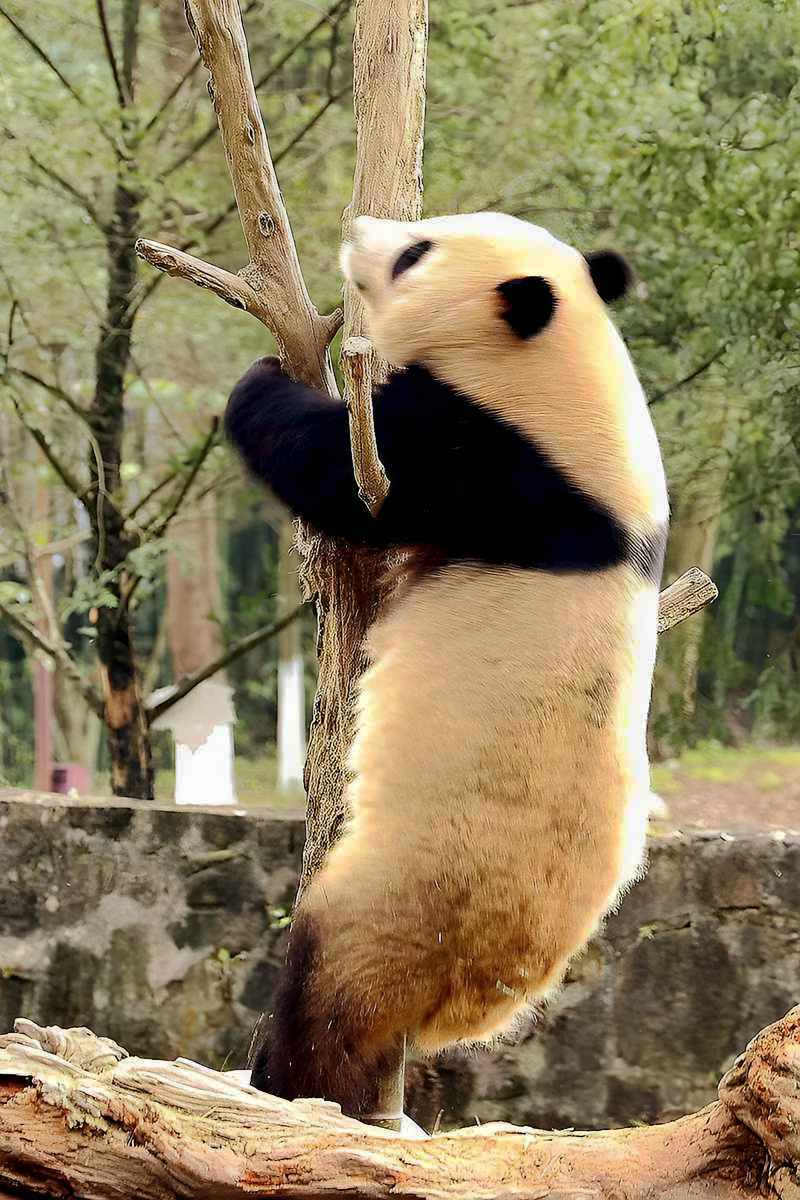 爱表演的大熊猫（上）