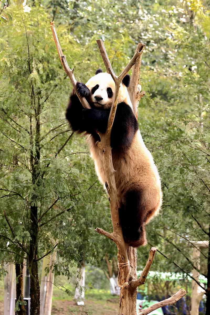 爱表演的大熊猫（上）