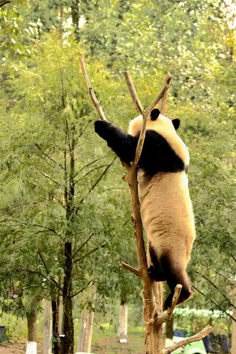 爱表演的大熊猫（上）