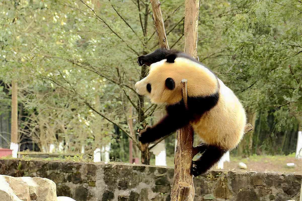 爱表演的大熊猫（上）