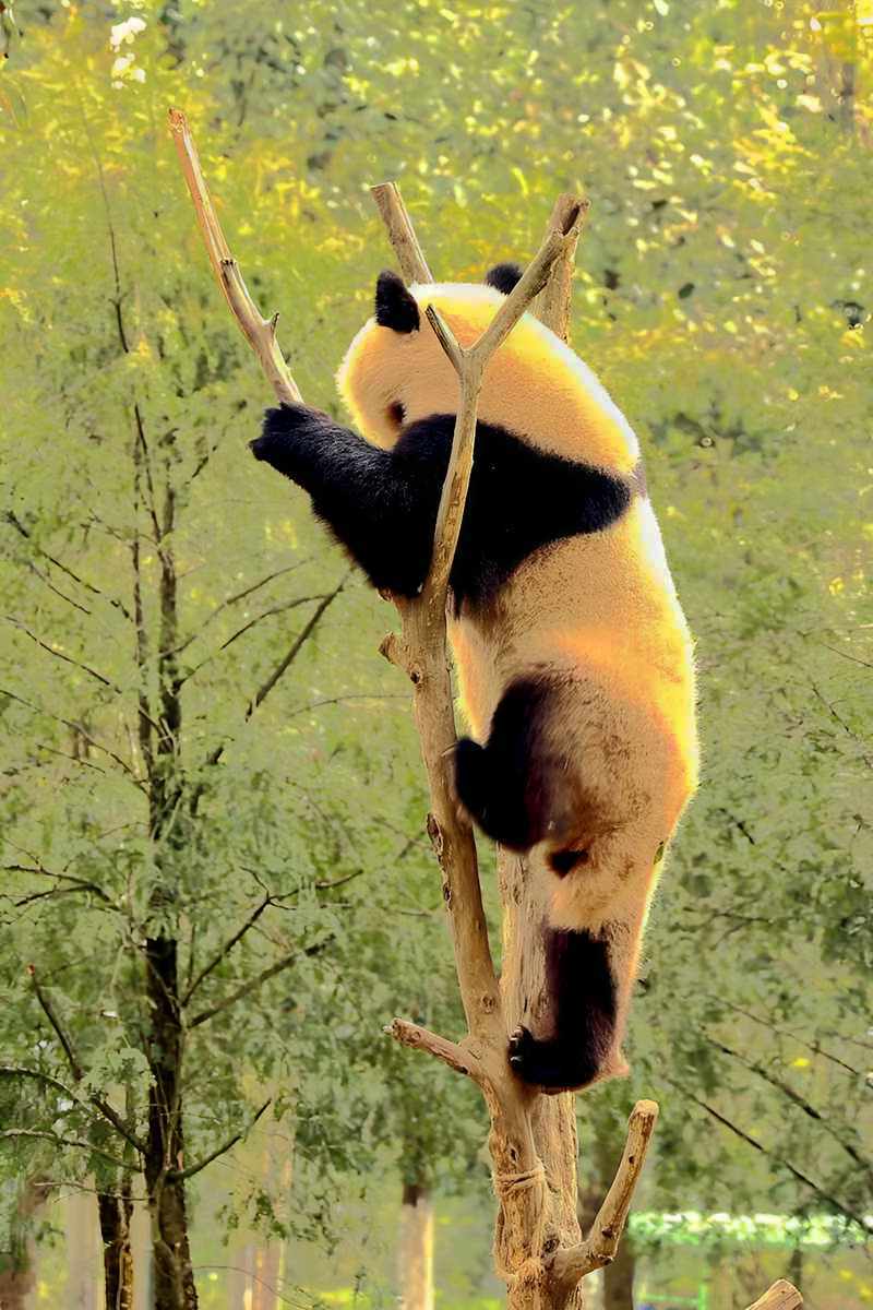 爱表演的大熊猫（上）