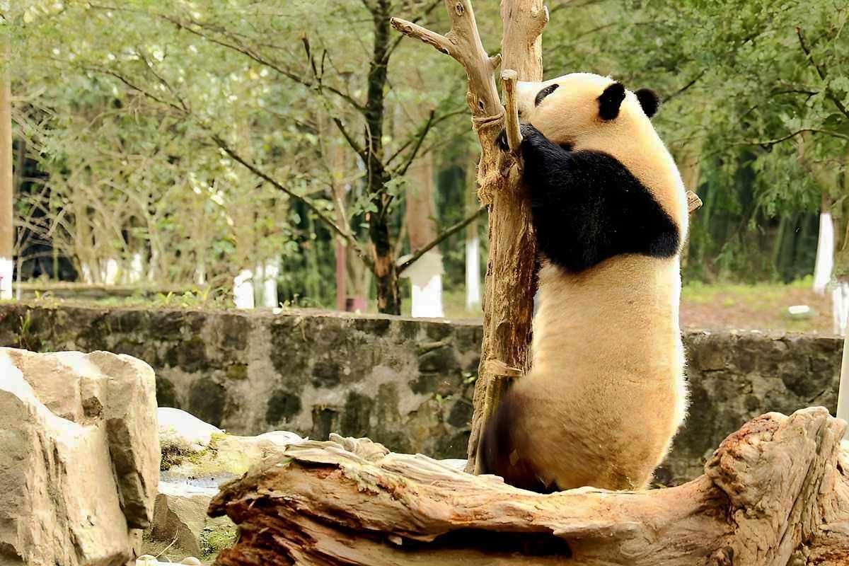 爱表演的大熊猫（上）