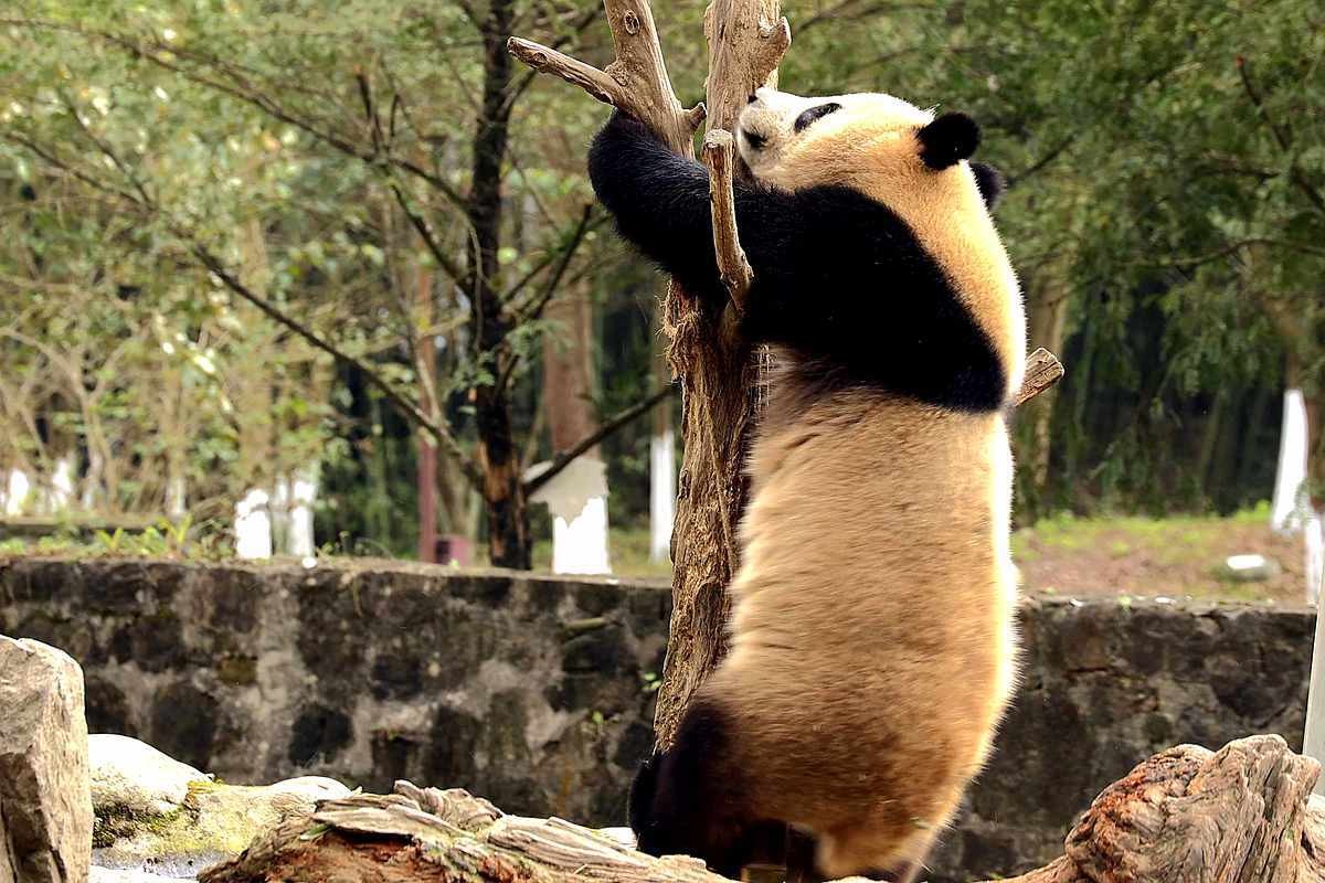 爱表演的大熊猫（上）