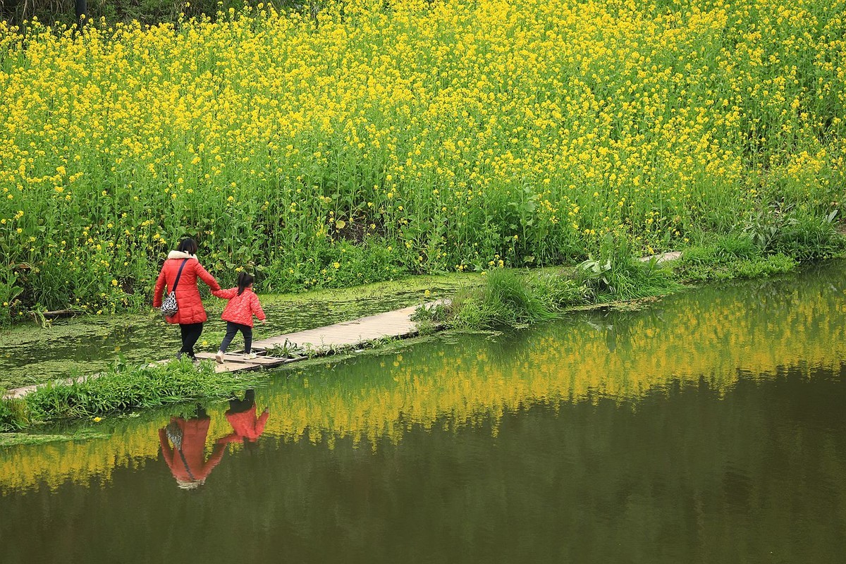 麻浩油菜花【六】2025.068