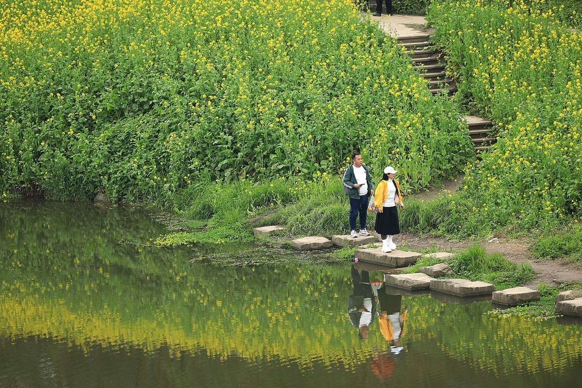 麻浩油菜花【六】2025.068