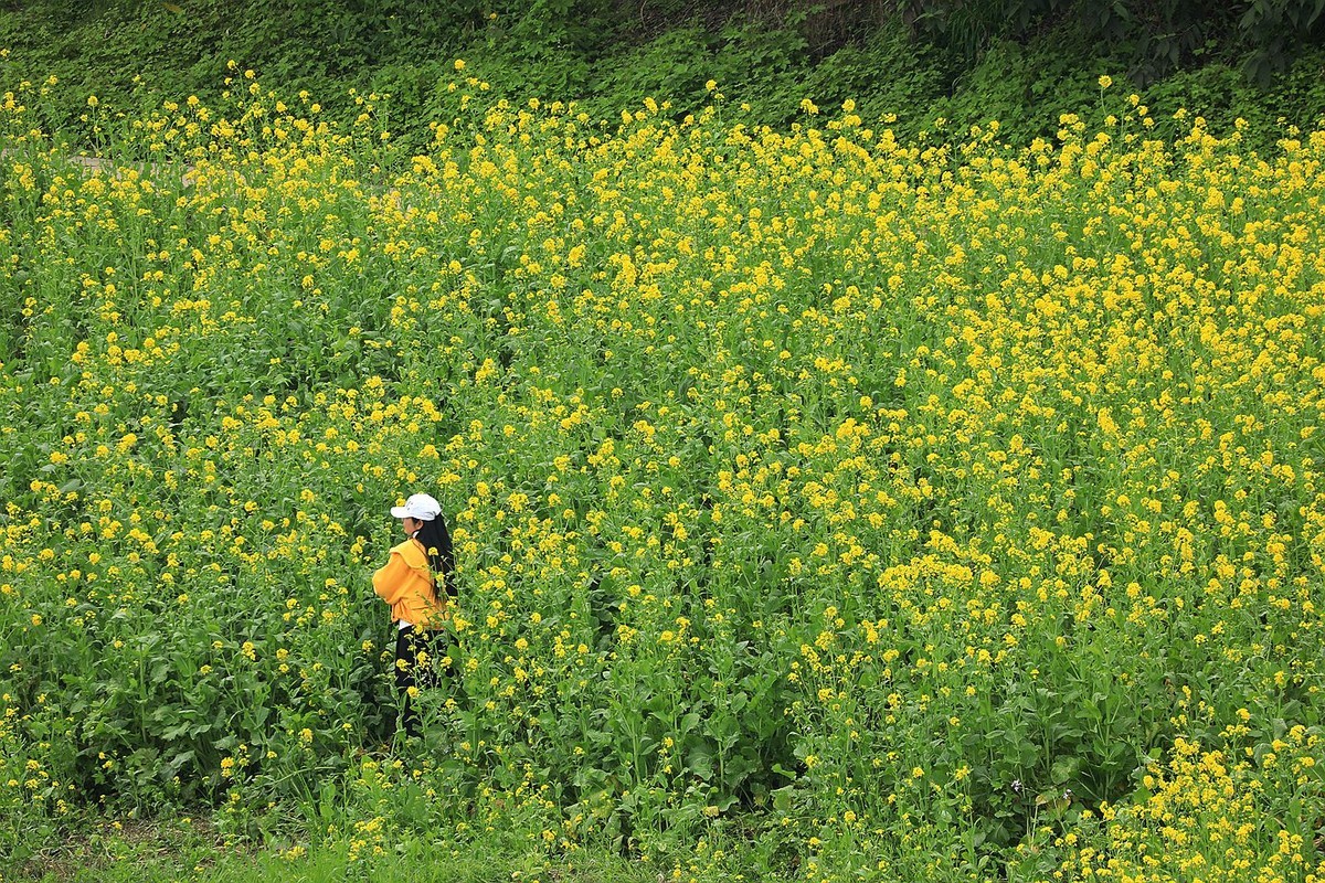 麻浩油菜花【六】2025.068