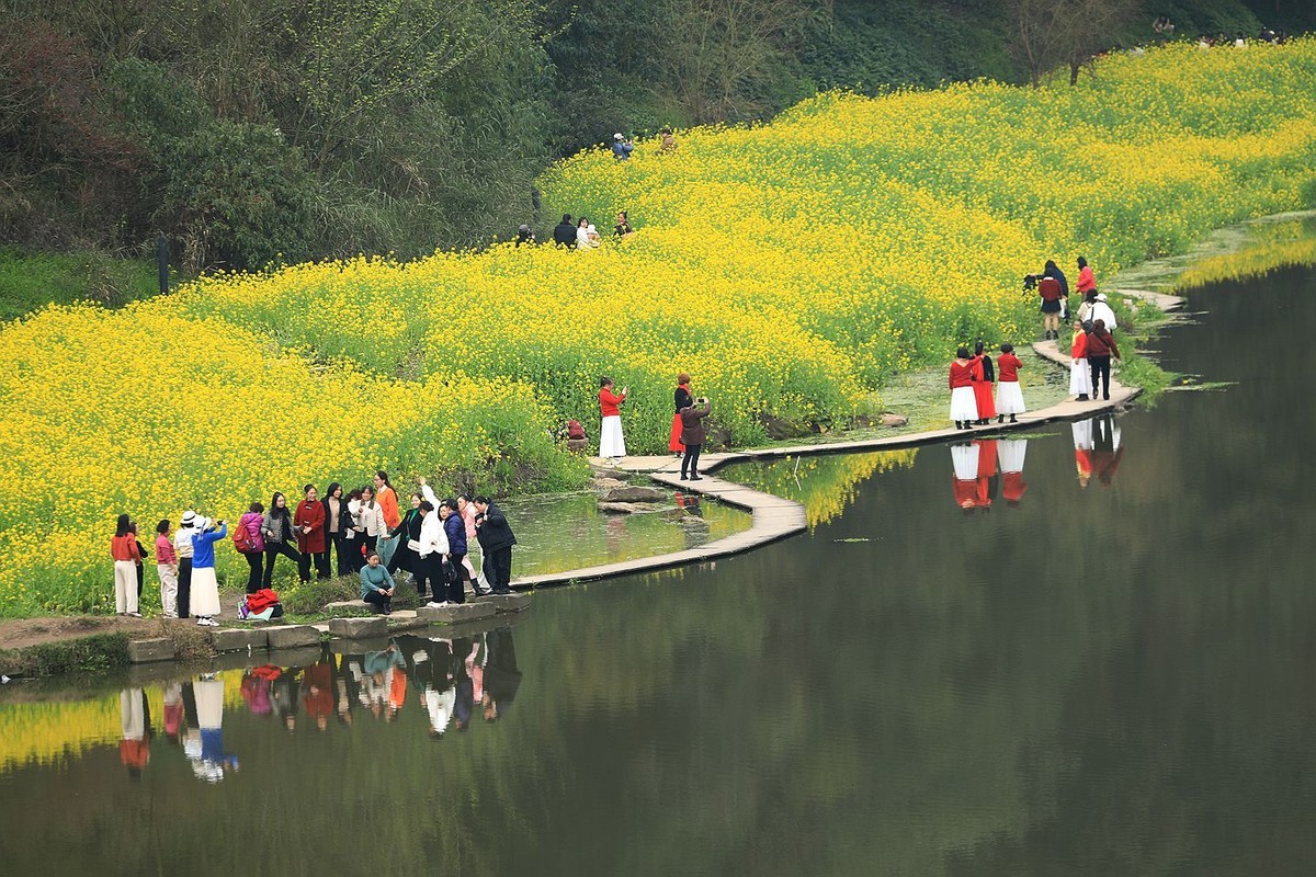 麻浩油菜花【六】2025.068