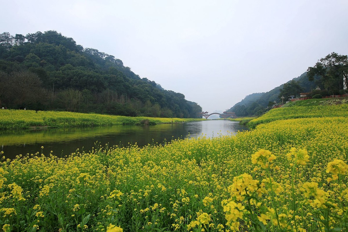 麻浩油菜花【六】2025.068