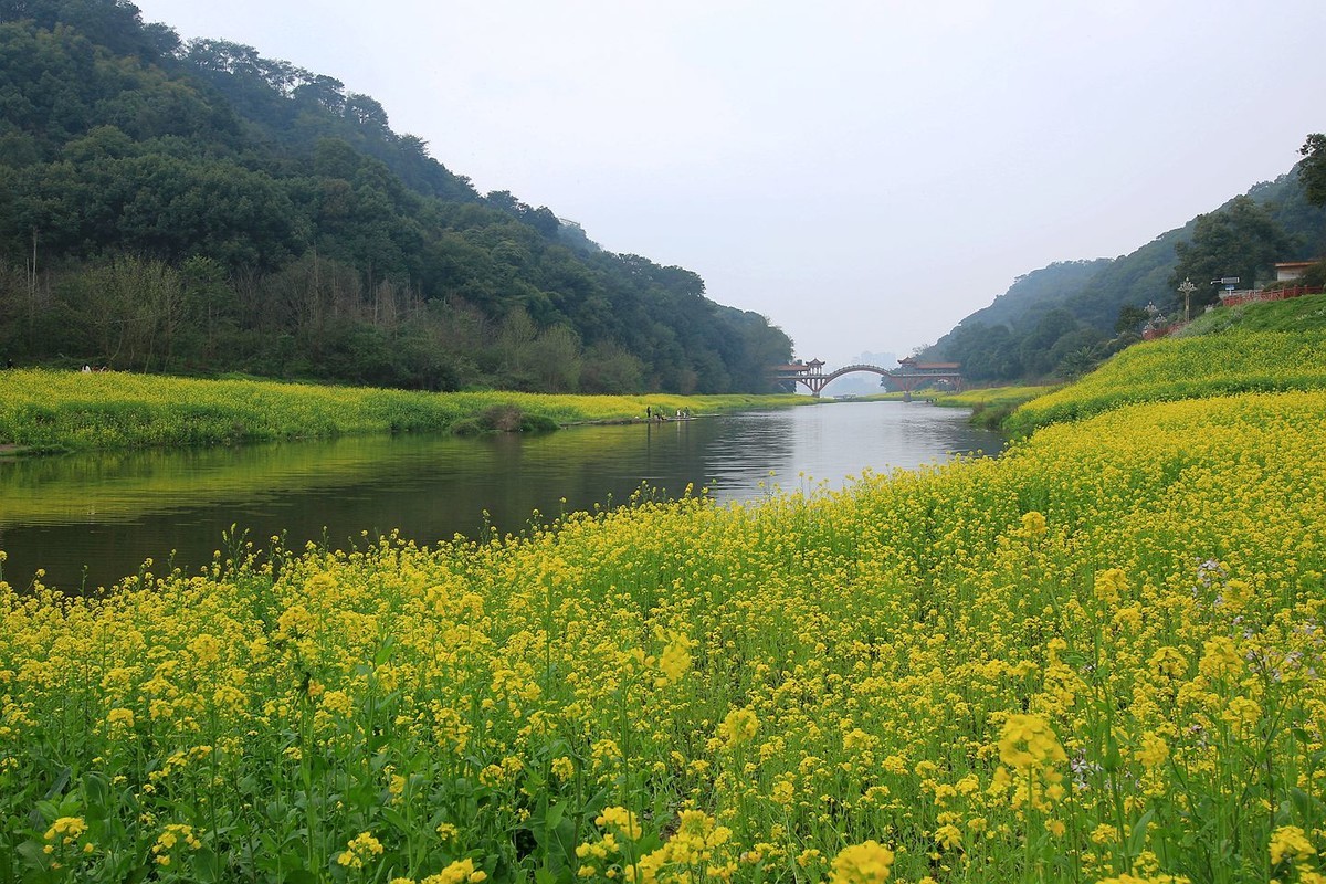 麻浩油菜花【六】2025.068