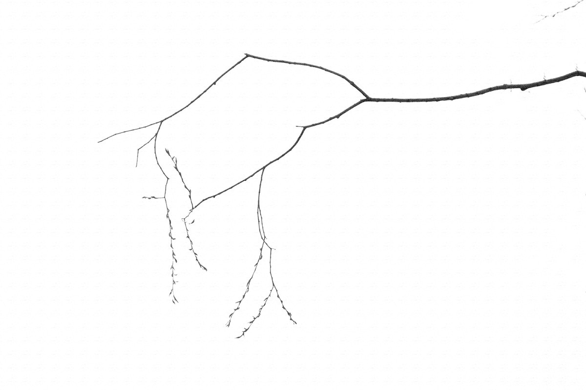 2505   谷雨辞春韵未休