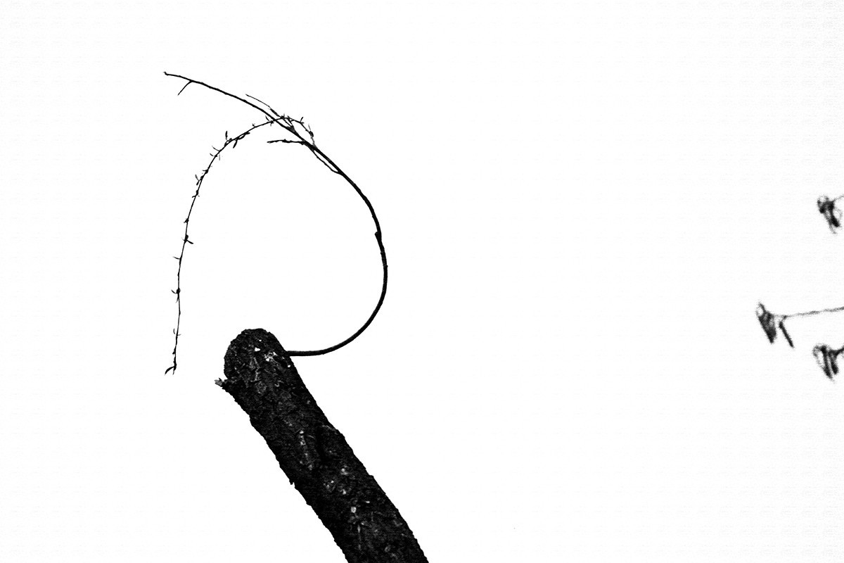 2505   谷雨辞春韵未休