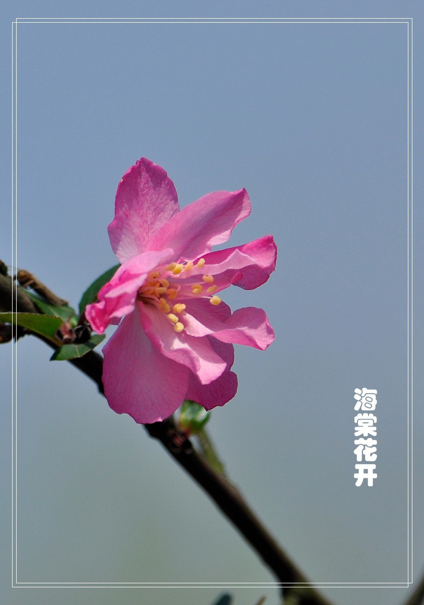 海棠花