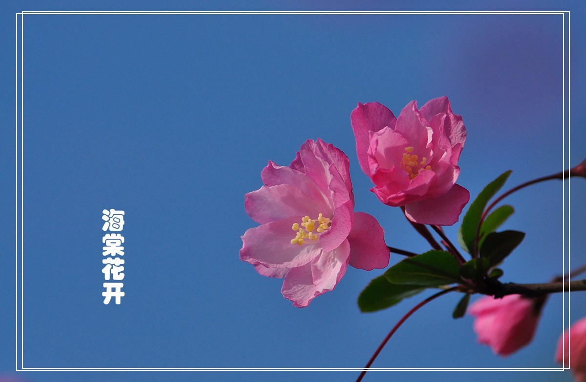 海棠花
