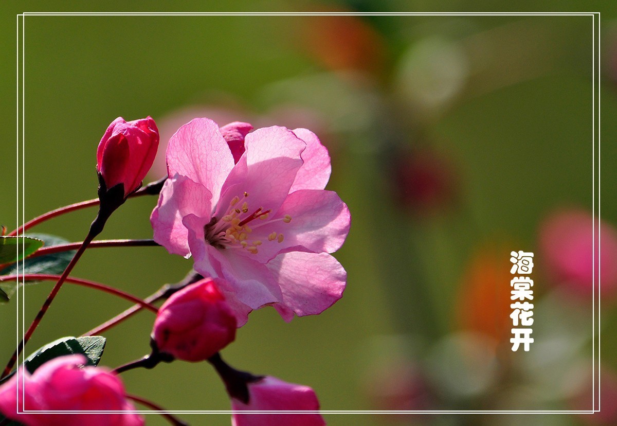 海棠花