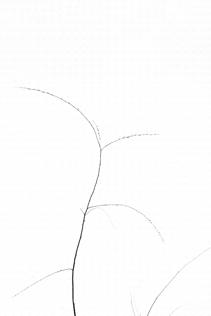 2505   谷雨辞春韵未休