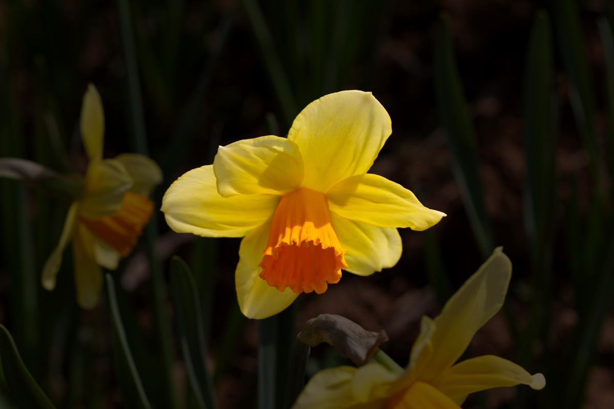 销假贴（植物园拍黄水仙 2）